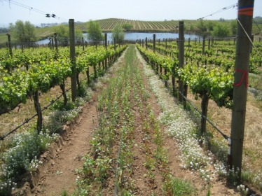 Vineyard agroecology: allysum and buckwheat